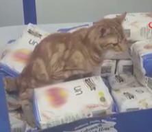 Sultangazi'de bir zincir markette mide bulandıran anlar: Kedi un paketlerinin üzerine tuvaletini yaptı