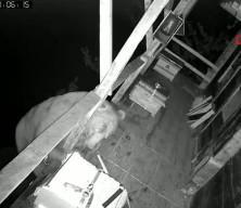 Tırmandığı balkonda kovanlardaki balı yiyen ayı kameralara yakalandı