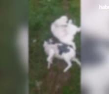 Eskişehir'de boş arazide 8 kedi ölüsü bulundu