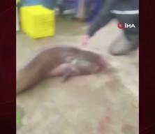 Yakalanan 65 kiloluk dev balık, görenleri şaşkına çevirdi