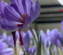 50 metrekarelik odada gramı 700 TL'lik servet üretiyor