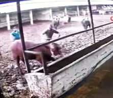 Amasya’da üzerine boğa zıplayan besici kendisini yerde buldu