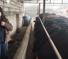 Atama bekleyen Asena, devlet desteğiyle hayvancılığa başladı