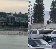 Avustralya güne silahlı saldırıyla uyandı! Çok sayıda kişi hayatını kaybetti