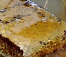 Bal dolandırıcıların yeni gözdesi oldu, uzmanlar uyarılarda bulundu