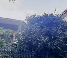 Eyüp Sultan Camii avlusundaki ağaç devrildi