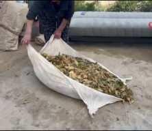 Hasadı tamamlanan tütünler satış için hazırlanıyor