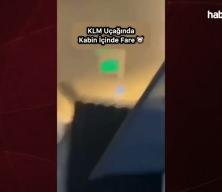 Uçaktaki fare paniğe neden oldu!