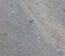 Tunceli'de kaçak avcılığa büyük ceza!