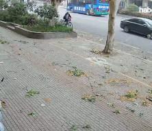 &Ccedil;in'de talihsiz kaza: Bisikletli yaşlı adamın &uuml;zerine ağa&ccedil; dalı d&uuml;şt&uuml;