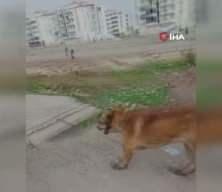 Diyarbakır'da k&ouml;pek dehşeti! 2 kişi yaralandı