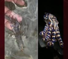 D&uuml;nyanın zehirli hayvanını fark etmeden eline aldı