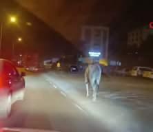 Firari anguslar uyuşturucu iğneyle tek tek avlandı