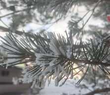 G&ouml;le, eksi 16 dereceyi g&ouml;rd&uuml;, ağa&ccedil;lar kırağı tuttu