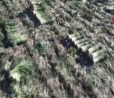 Hasat başladı: Ge&ccedil;en yıl tarlada 30 liraydı, bu yıl 22 lira