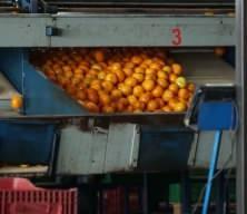 Mandalina ihracatında rekor geldi