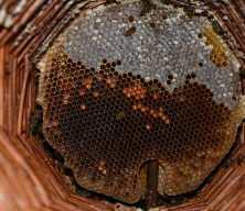 Misafir odasını bal arılarına ayırdı