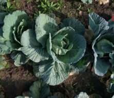 Sakarya'da beyaz lahana hasadı başladı: Market fiyatı tarla fiyatının dört katı