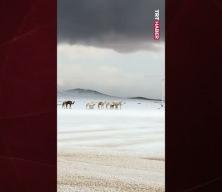 Suudi Arabistan&rsquo;ın y&uuml;ksek kesimlerine kar yağışı