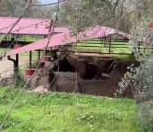 Tarla gece g&uuml;nd&uuml;z korunuyor! Bilinen tek &ouml;rnek g&uuml;n y&uuml;z&uuml;ne &ccedil;ıkarıldı