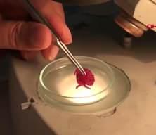 T&uuml;rkiye'de ilk kez Tropik k&ouml;kenli bir yenge&ccedil; g&ouml;r&uuml;ld&uuml;