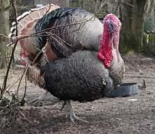 T&uuml;rkiye&rsquo;de kişi başı hindi eti t&uuml;ketimi Avrupa&rsquo;nın 10&rsquo;da biri