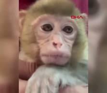 'Amazon ormanları' değil Elazığ: Minik maymun T&uuml;rkiye'de koruma altına alındı