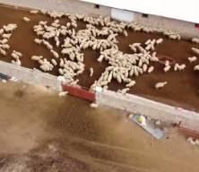 Babasıyla tartıştı, vadeli koyun alarak kendi s&uuml;r&uuml;s&uuml;ne sahip oldu