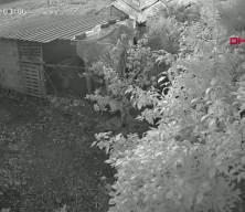 Başıboş sokak k&ouml;pekleri k&uuml;mese girerek 30 tavuğu telef etti