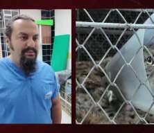Burdur'da k&ouml;pek saldırısında yaralanan vaşak tedavi edildi