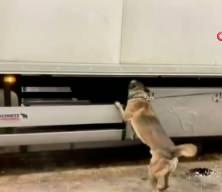  Edirne Kapıkule G&uuml;mr&uuml;k sahasında d&uuml;zenlenen operasyonda 31 kilogram kokain ele ge&ccedil;irildi