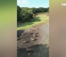 Nesli tehlike altındaki kızıl geyikler İstanbul'da koruma altında &ccedil;oğaltılıyor