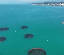 T&uuml;rk somonu sınır tanımıyor!