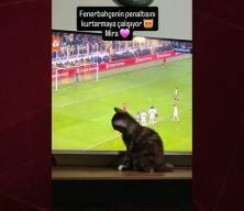  Gol&uuml; yemek istemeyen kedi ekranı tırmaladı! Derbinin en renkli anı...