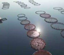 Fırat&rsquo;ta başlayan başarı hik&acirc;yesi: T&uuml;rk somonuyla 5 milyon dolarlık ihracat