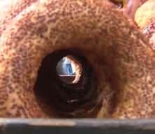 İzmir gevreği yeni fiyatıyla tezgahta