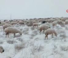 Sivas'a lapa lapa kar yağdı: Değmeyin &ccedil;obanın keyfine