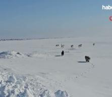 Adilcevaz'da kuduz vakası tespit edilen k&ouml;y, karantinaya alındı