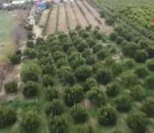 Dalında 5 TL olan turun&ccedil;, kadınların elinde kara kazanda değer kazandı