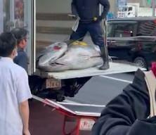 Dev orkinos 3,2 milyon dolara satıldı