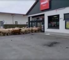 Şaşkına &ccedil;eviren g&ouml;r&uuml;nt&uuml;ler: Koyun s&uuml;r&uuml;s&uuml; s&uuml;permarketi bastı