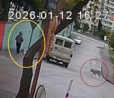 Adana'da k&ouml;pek ter&ouml;r&uuml; kamerada!