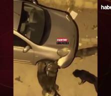 Başıboş k&ouml;pekler park halindeki aracı par&ccedil;aladı