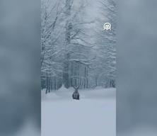 Kocaeli Kartepe'de g&ouml;r&uuml;nt&uuml;lenen  kızıl geyik mest etti