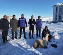 Sivas'ta kar yağışı sonrası ş&uuml;k&uuml;r kurbanı kesildi