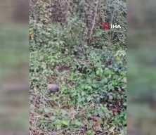 Trabzon'da domuz saldırısı kamerada! Arkadaşları kurtardı