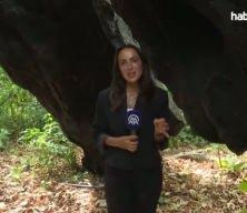 T&uuml;rkiye'nin en yaşlı &ccedil;ınarı İstanbul'da 1400 yıldır ayakta