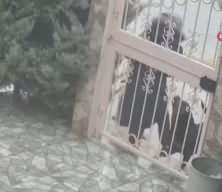 Ankara'da başıboş sokak k&ouml;pek dehşeti kamerada!