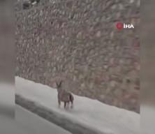 Koruma altındaki dağ ke&ccedil;ileri Bayburt'un farklı noktalarında g&ouml;r&uuml;ld&uuml;