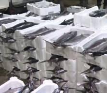 Marmara Denizi'nde torik bolluğu yaşanıyor